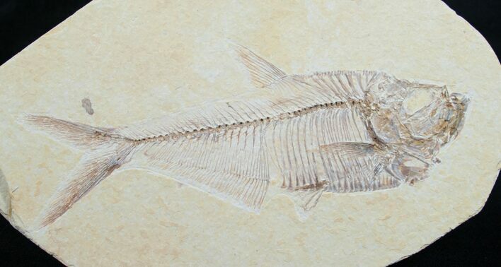 Diplomystus Fossil Fish - Wyoming #7581